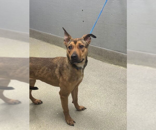 Medium Photo #1 German Shepherd Dog-Unknown Mix Puppy For Sale in Las Vegas, NV, USA