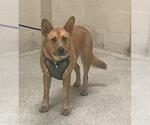 GOLDIE - Female German Shepherd Dog Dog for Adoption - Small photo