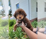 Puppy 3 Australian Retriever-Australian Shepherd Mix