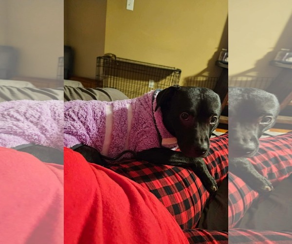 Medium Photo #5 Mutt Puppy For Sale in Rustburg, VA, USA