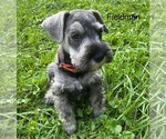 Puppy Fieldman Schnauzer (Miniature)