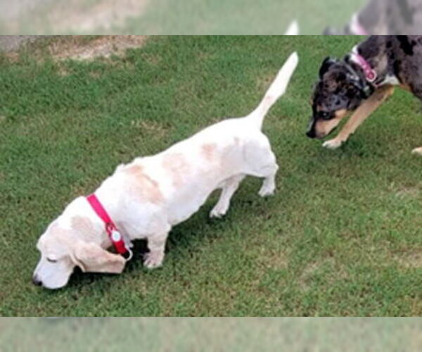 Medium Photo #4 Basset Hound Puppy For Sale in Deepwater, NJ, USA