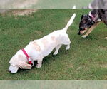 Small #3 Basset Hound