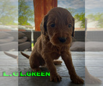 Puppy L Green Goldendoodle