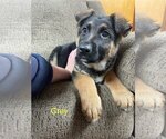 Small Photo #6 German Shepherd Dog Puppy For Sale in GREENWOOD, WI, USA