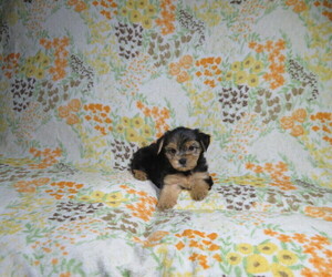Yorkshire Terrier Puppy for sale in COOKEVILLE, TN, USA