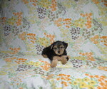 Small Yorkshire Terrier