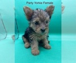 Small Photo #11 Yorkshire Terrier Puppy For Sale in HAMPTON, VA, USA