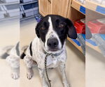 Small German Shorthaired Pointer Mix