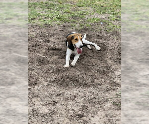 Medium Photo #4 Mutt Puppy For Sale in North Myrtle Beach, SC, USA