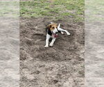 Small #3 Mutt