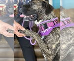 Small #7 Mastiff Mix