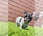 Small Photo #17 French Bulldog Puppy For Sale in BIRMINGHAM, AL, USA