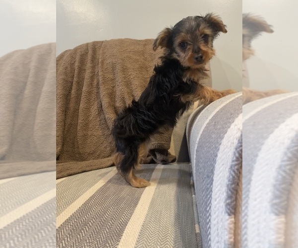 Medium Photo #9 Yorkshire Terrier Puppy For Sale in RICHMOND, MI, USA