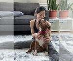 Small #1 American Pit Bull Terrier