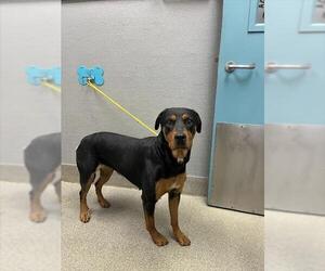 Rottweiler-Unknown Mix Dogs for adoption in Las Vegas, NV, USA