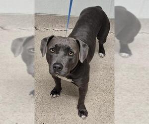 American Pit Bull Terrier-Unknown Mix Dogs for adoption in Bakersfield, CA, USA
