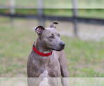Small #6 Mutt