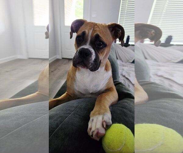Medium Photo #3 Boxer Puppy For Sale in  Katy, TX, USA
