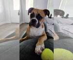 Small #2 Boxer