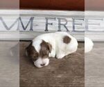 Puppy 1 Poodle (Miniature)-Sheepadoodle Mix