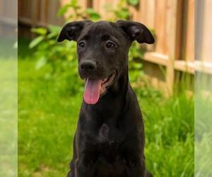 Labrador Retriever-Unknown Mix Dogs for adoption in San Diego, CA, USA