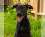 Small Labrador Retriever Mix