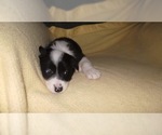 Small Photo #33 Border Collie Puppy For Sale in AIKEN, SC, USA