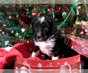 Bernedoodle Puppy for sale in MANCHESTER, GA, USA