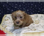 Small Photo #14 Yo-Chon Puppy For Sale in PATERSON, NJ, USA