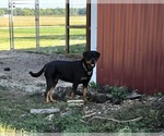 Small Photo #1 Rottweiler Puppy For Sale in SHEFFIELD, IL, USA
