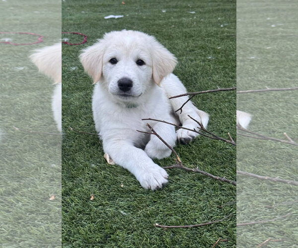 Medium Photo #1 Akbash-Great Pyrenees Mix Puppy For Sale in Denver , CO, USA