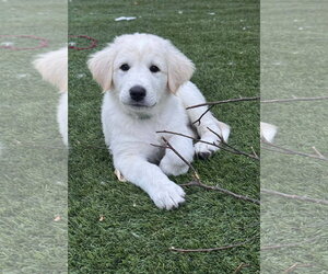 Akbash-Great Pyrenees Mix Dogs for adoption in Denver , CO, USA