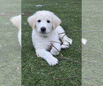 Small Akbash-Great Pyrenees Mix