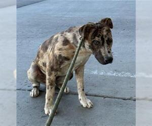 American Pit Bull Terrier-Unknown Mix Dogs for adoption in Bakersfield, CA, USA