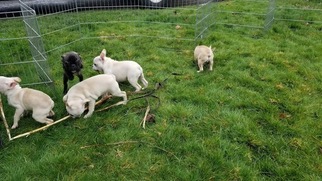 Faux Frenchbo Bulldog Puppy for sale in VANCOUVER, WA, USA