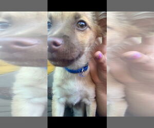 Titto - Male Chiranian Dog for Adoption - Photo #19