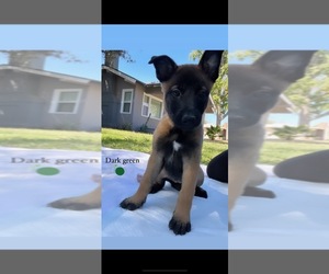 Belgian Malinois Puppy for sale in FRESNO, CA, USA