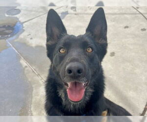 German Shepherd Dog Dogs for adoption in Martinez, CA, USA