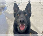Small German Shepherd Dog