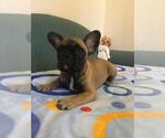 Small Photo #21 French Bulldog Puppy For Sale in BAY VIEW, WI, USA