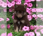 Small Photo #1 Pomsky Puppy For Sale in FREDERICKSBURG, OH, USA