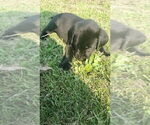 Small #7 Labrador Retriever