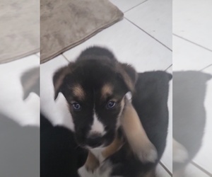 American Pit Bull Terrier-Siberian Husky Mix Puppy for sale in MIAMI, FL, USA