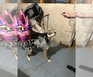 Catahoula Leopard Dog-Siberian Husky Mix Puppy for sale in HARTFORD, WI, USA