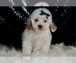 Small #1 Maltipoo (Miniature)
