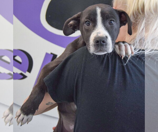 Medium Photo #6 Great Dane-Labrador Retriever Mix Puppy For Sale in Huntley, IL, USA