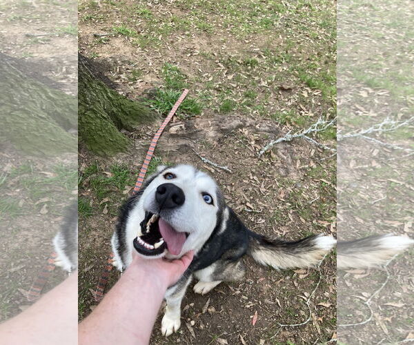 Medium Photo #3 Siberian Husky Puppy For Sale in Cumming, GA, USA