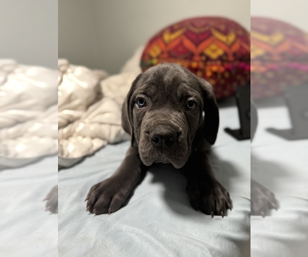 Medium Photo #17 Cane Corso Puppy For Sale in COLONIAL HEIGHTS, VA, USA