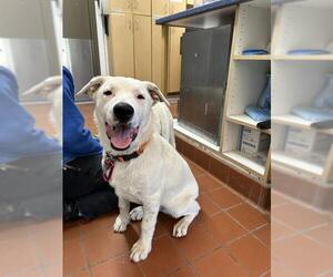 Dogo Argentino-Unknown Mix Dogs for adoption in Camarillo, CA, USA